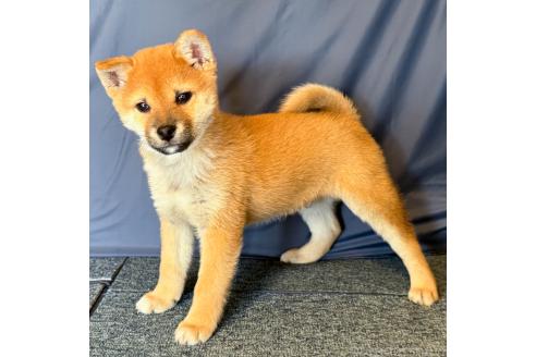 成約済の愛知県の柴犬-349992の3枚目